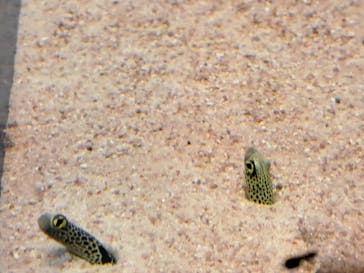 島根県立 しまね海洋館に投稿された画像（2023/5/6）