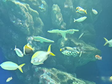 島根県立 しまね海洋館に投稿された画像（2023/5/6）