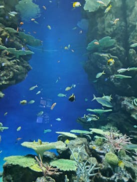 島根県立 しまね海洋館に投稿された画像（2023/5/6）