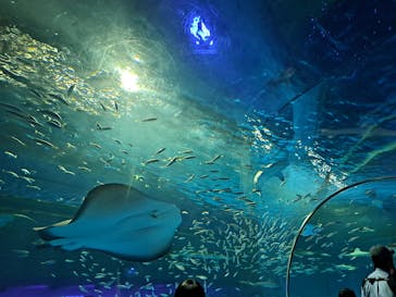 島根県立 しまね海洋館に投稿された画像（2023/5/6）