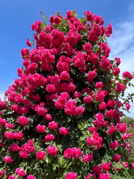 京成バラ園に投稿された画像（2023/5/6）