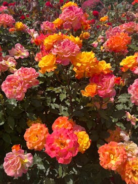 京成バラ園に投稿された画像（2023/5/6）