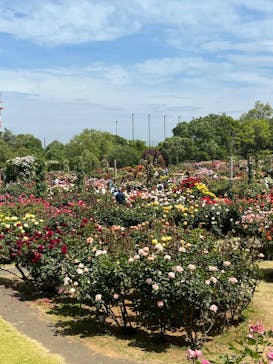 京成バラ園に投稿された画像（2023/5/6）