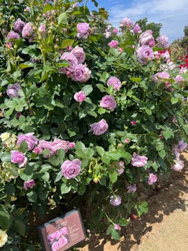 京成バラ園に投稿された画像（2023/5/6）