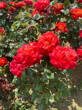 京成バラ園に投稿された画像（2023/5/6）