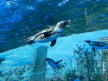 サンシャイン水族館に投稿された画像（2023/5/6）