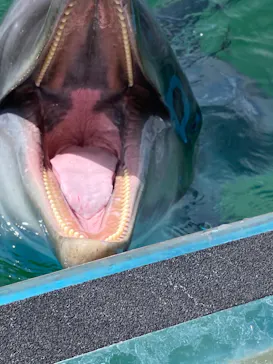 横浜・八景島シーパラダイスに投稿された画像（2023/5/6）