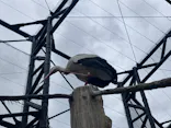天王寺動物園に投稿された画像（2023/5/6）
