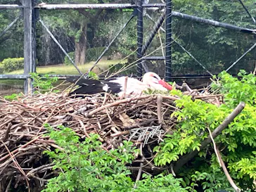 天王寺動物園に投稿された画像（2023/5/6）