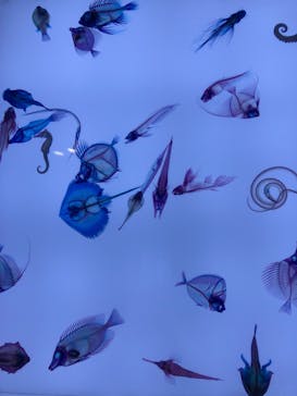 上越市立水族博物館 うみがたりに投稿された画像（2023/5/6）