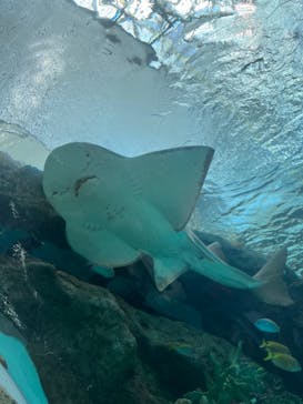 名古屋港水族館に投稿された画像（2023/5/6）