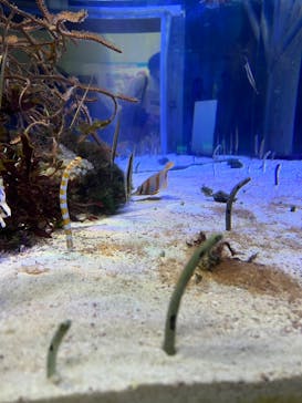 名古屋港水族館に投稿された画像（2023/5/6）