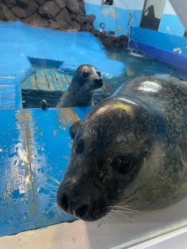 ゼロ距離水族館 伊勢シーパラダイスに投稿された画像（2023/5/6）