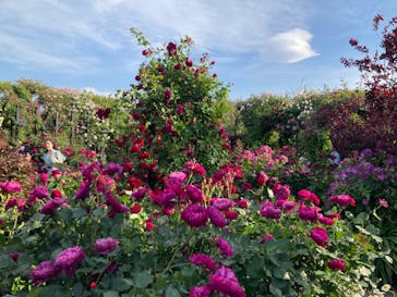 横浜イングリッシュガーデンに投稿された画像（2023/5/6）