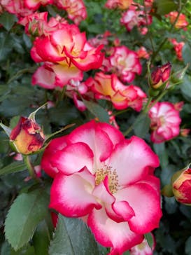 横浜イングリッシュガーデンに投稿された画像（2023/5/6）