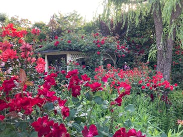 横浜イングリッシュガーデンに投稿された画像（2023/5/6）