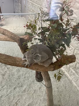 淡路ファームパーク イングランドの丘に投稿された画像（2023/5/6）