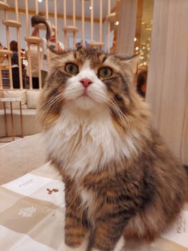 猫カフェモカ　イオンモール幕張新都心店に投稿された画像（2023/5/6）