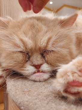 猫カフェモカ　イオンモール幕張新都心店に投稿された画像（2023/5/6）