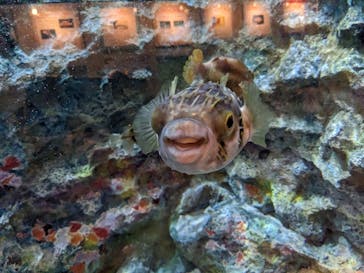 しながわ水族館に投稿された画像（2023/5/6）