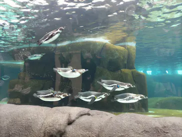 天王寺動物園に投稿された画像（2023/5/6）