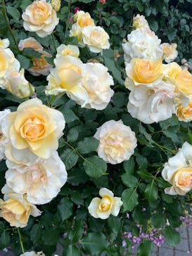 横浜イングリッシュガーデンに投稿された画像（2023/5/6）