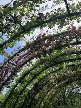 横浜イングリッシュガーデンに投稿された画像（2023/5/6）