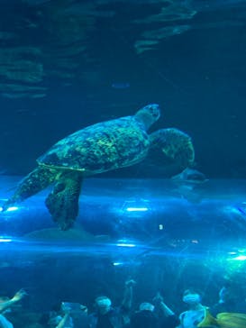 しながわ水族館に投稿された画像（2023/5/6）