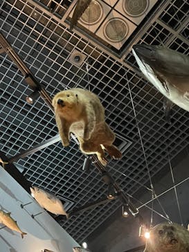 国立科学博物館に投稿された画像（2023/5/6）