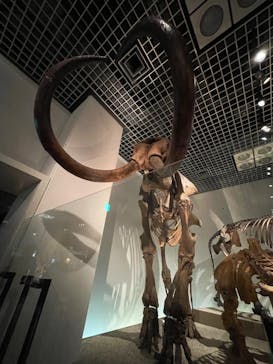 国立科学博物館に投稿された画像（2023/5/6）