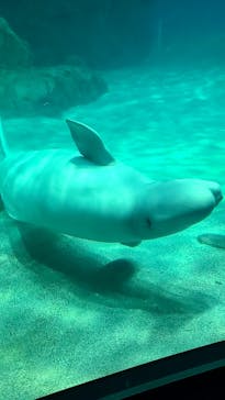 名古屋港水族館に投稿された画像（2023/5/6）