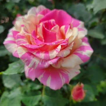 横浜イングリッシュガーデンに投稿された画像（2023/5/6）