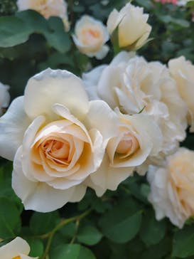 横浜イングリッシュガーデンに投稿された画像（2023/5/6）