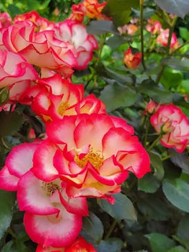 横浜イングリッシュガーデンに投稿された画像（2023/5/6）