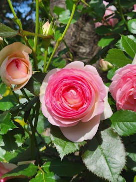 横浜イングリッシュガーデンに投稿された画像（2023/5/6）