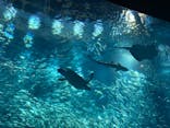 アクアワールド茨城県大洗水族館に投稿された画像（2023/5/6）