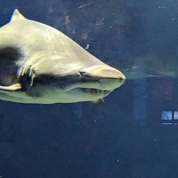 アクアワールド茨城県大洗水族館に投稿された画像（2023/5/6）