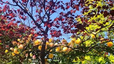 横浜イングリッシュガーデンに投稿された画像（2023/5/6）