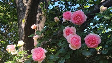 横浜イングリッシュガーデンに投稿された画像（2023/5/6）