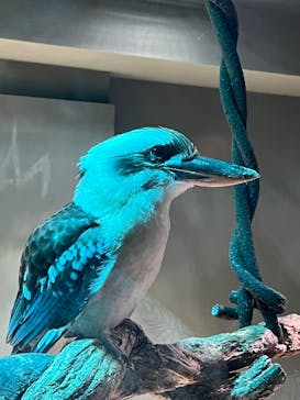 カワスイ 川崎⽔族館に投稿された画像（2023/5/6）