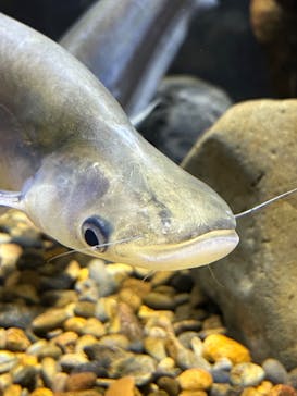 カワスイ 川崎⽔族館に投稿された画像（2023/5/6）