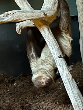 カワスイ 川崎⽔族館に投稿された画像（2023/5/6）