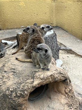 東武動物公園に投稿された画像（2023/5/6）