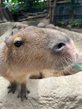 神戸どうぶつ王国に投稿された画像（2023/5/6）