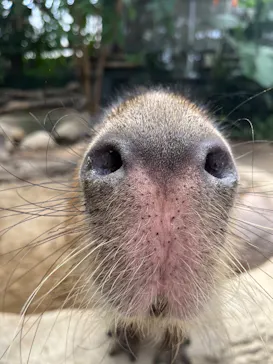 神戸どうぶつ王国に投稿された画像（2023/5/6）