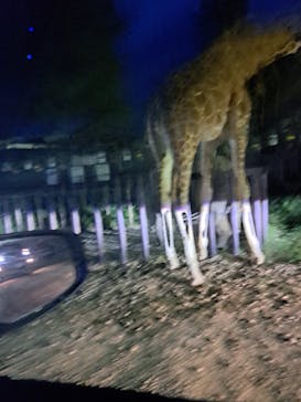 那須サファリパークに投稿された画像（2023/5/6）