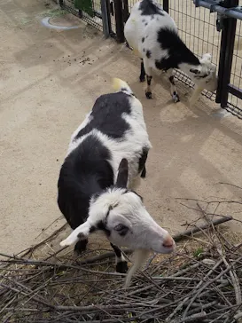 天王寺動物園に投稿された画像（2023/5/6）