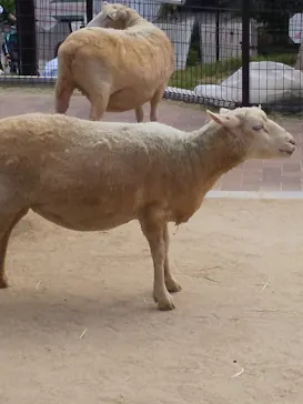 天王寺動物園に投稿された画像（2023/5/6）