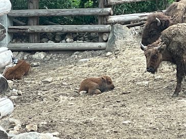 群馬サファリパークに投稿された画像（2023/5/6）