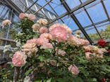 京成バラ園に投稿された画像（2023/5/6）